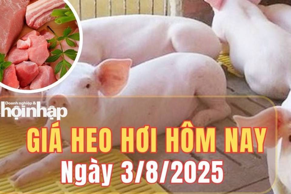 Giá heo hơi hôm nay 3/8/2025: Giá heo hơi miền Bắc và miền Nam đồng loạt tăng, Tây Ninh siết chặt kiểm soát dịch tả châu Phi