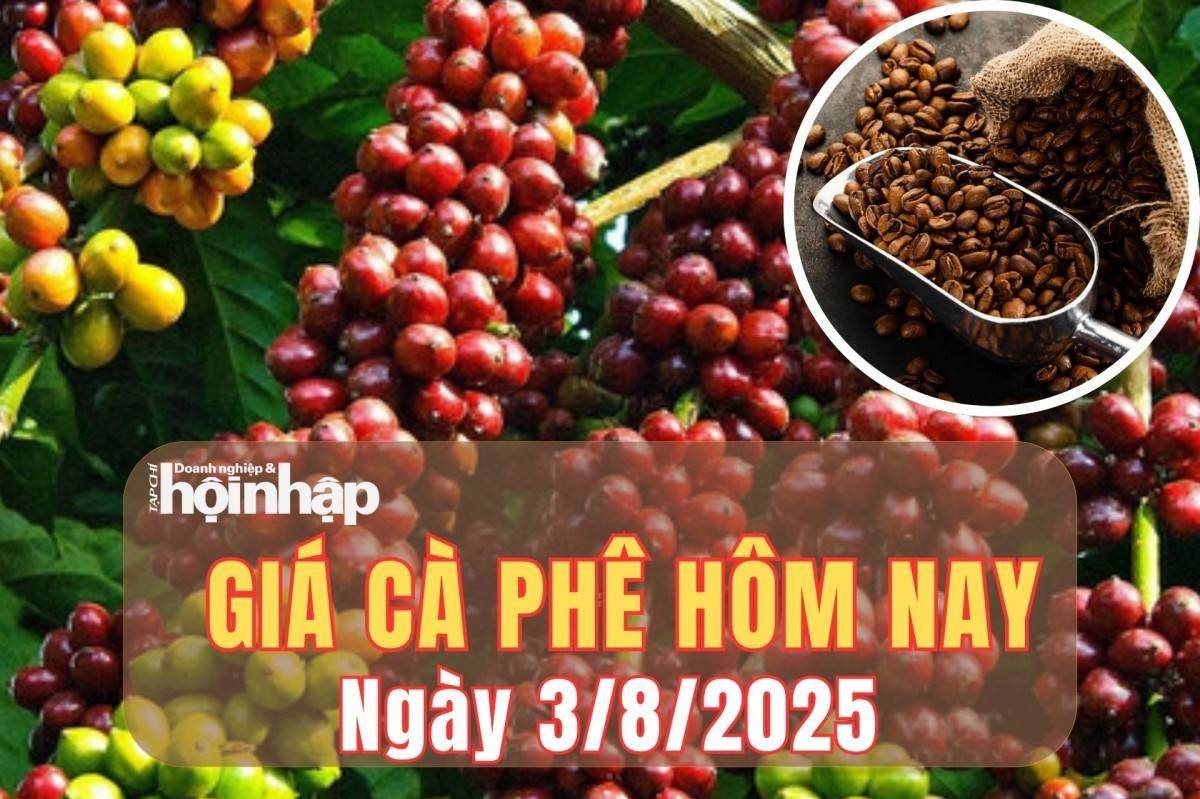 Giá cà phê hôm nay 3/8/2025: Giá cà phê trong nước đảo chiều giảm nhẹ