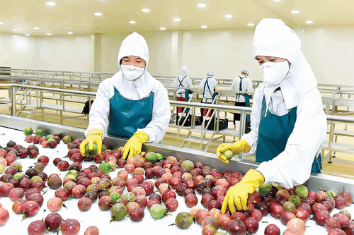 chanh dây đang là ứng viên sáng giá để trở thành loại trái cây thứ 9, dự kiến được xuất khẩu chính ngạch vào Hoa Kỳ ngay trong năm 2025
