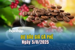 Dự báo giá cà phê 5/8: Cà phê trong nước đảo chiều giảm mạnh