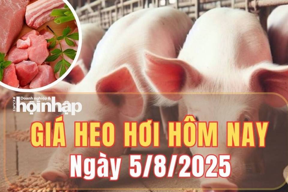 Giá heo hơi hôm nay 5/8/2025: Giá heo hơi tiếp tục chững trên toàn quốc, dao động quanh mốc 57.000 – 65.000 đồng/kg