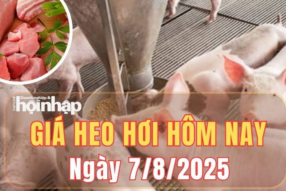 Giá heo hơi hôm nay 7/8/2025: Giá heo hơi miền Bắc và miền Trung giảm nhẹ, miền Nam tiếp tục tăng