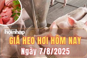 Giá heo hơi hôm nay 7/8/2025: Giá heo hơi miền Bắc và miền Trung giảm nhẹ, miền Nam tiếp tục tăng