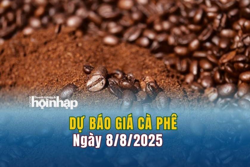Dự báo giá cà phê 8/8: Cà phê trong nước "quay xe" giảm mạnh
