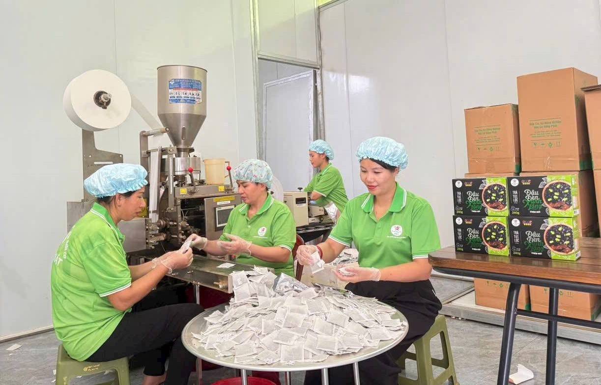 Tiềm năng OCOP Tuyên Quang: Khi phụ nữ tiên phong bằng nông nghiệp hữu cơ