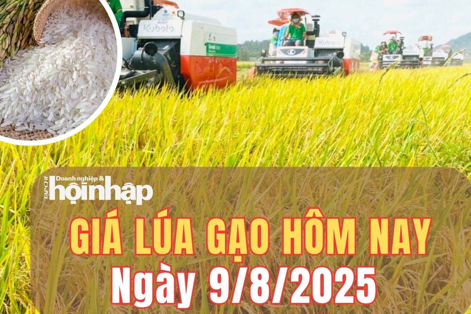 Giá lúa gạo hôm nay 9/8/2025: Giá gạo nguyên liệu và xuất khẩu giảm