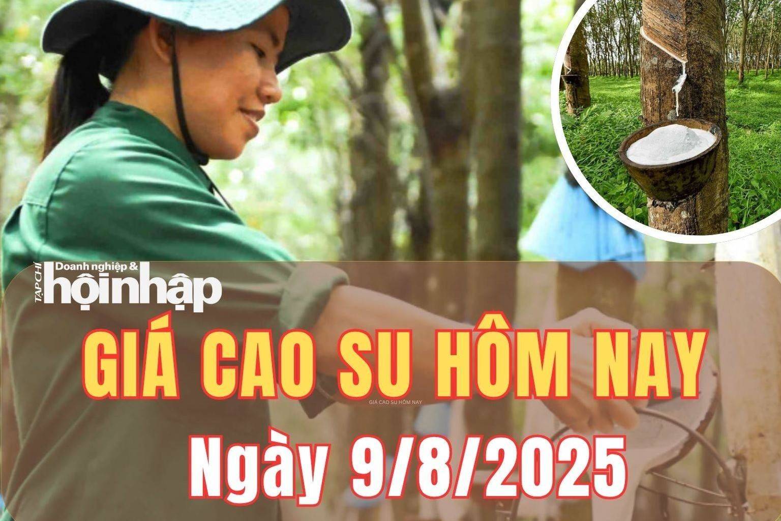 Giá cao su hôm nay 9/8/2025: Giá cao su nội địa đi ngang, quốc tế trái chiều