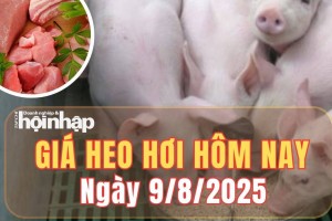 Giá heo hơi hôm nay 9/8/2025: Giá heo hơi ở miền Bắc và miền Trung giảm, miền Nam nhích nhẹ
