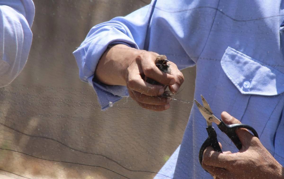 Cho những cánh yến bình yên trở về tổ mỗi ngày