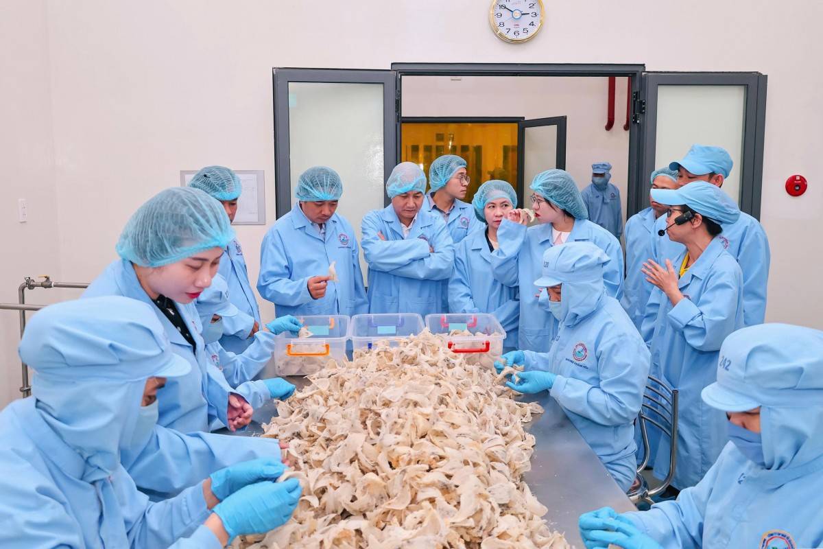 TP. Hồ Chí Minh và Khánh Hòa hợp tác thúc đẩy xuất khẩu yến sào Việt Nam