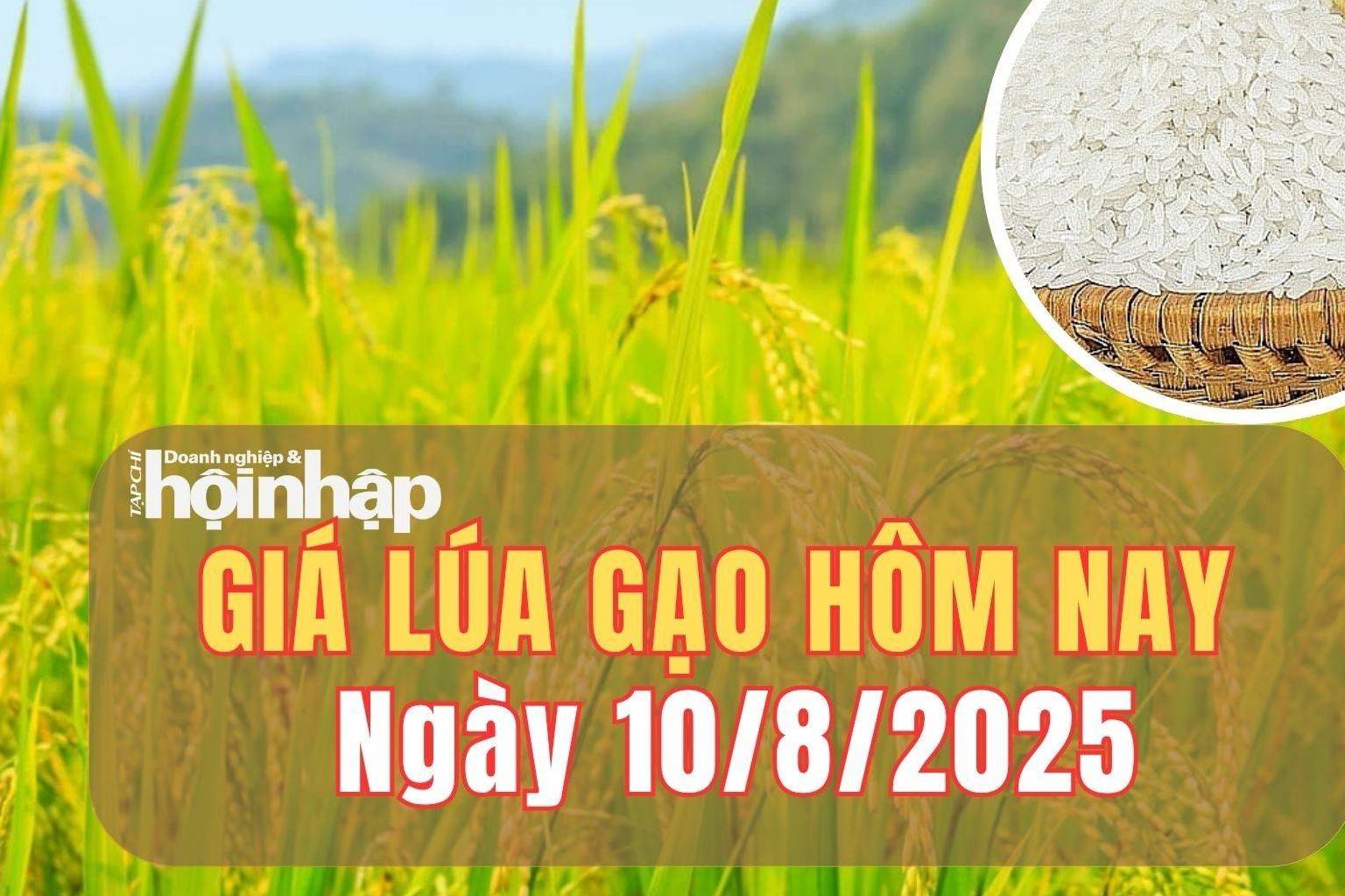 Giá lúa gạo hôm nay 10/8/2025: Giá lúa gạo trong nước đi ngang, gạo xuất khẩu tiếp đà tăng