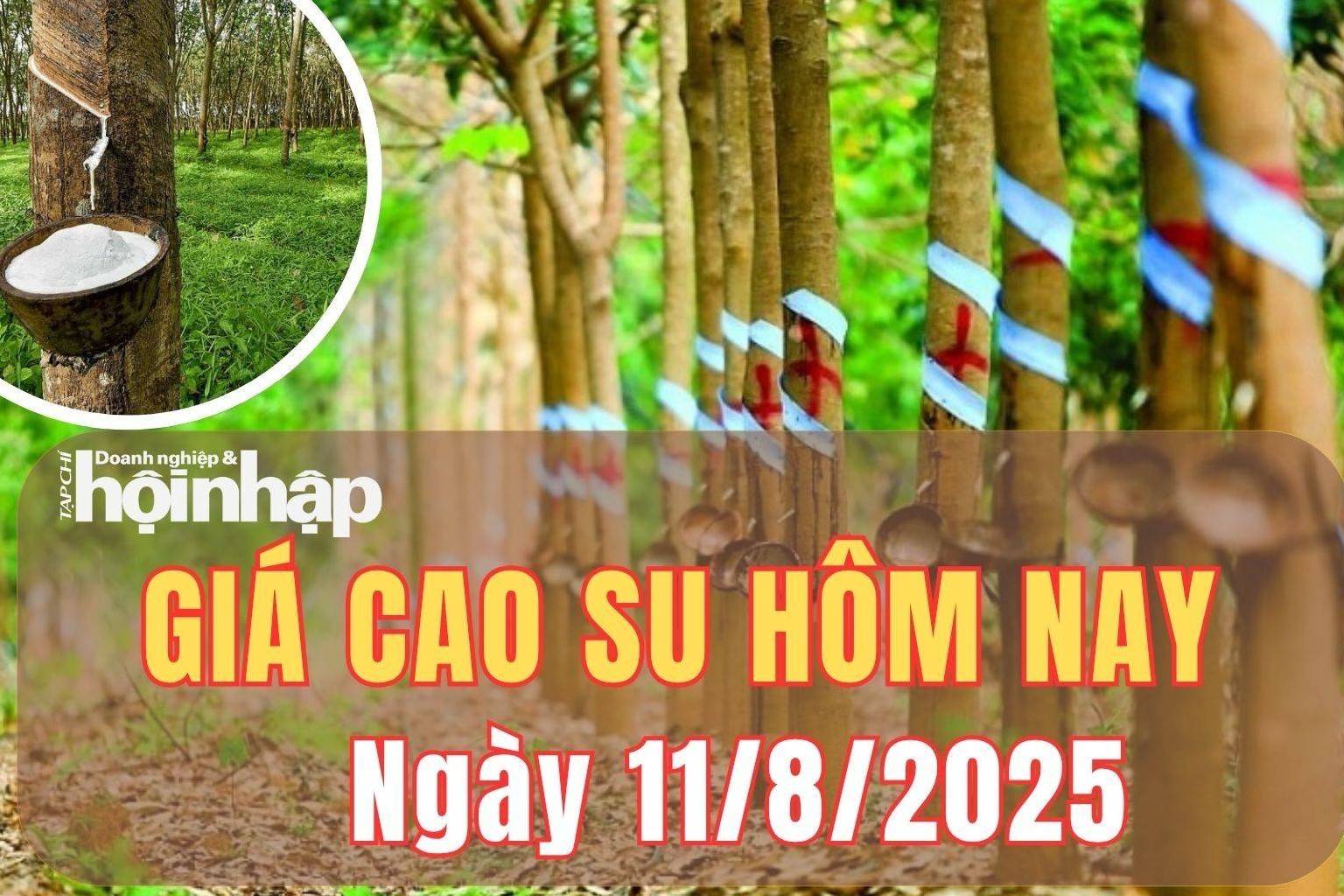 Giá cao su hôm nay 11/8/2025: Giá cao su biến động giữa áp lực cung và nhu cầu lốp xe