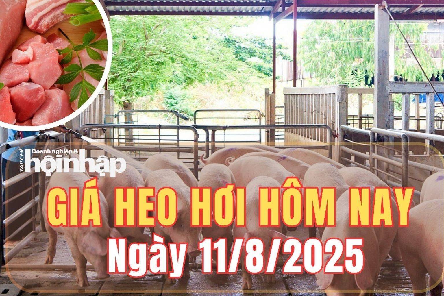 Giá heo hơi hôm nay 11/8/2025: Giá heo hơi ổn định trên toàn quốc