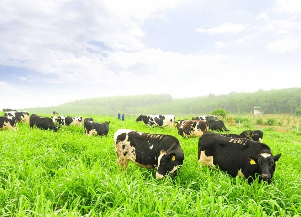 Ngành sữa Việt và cơ hội tỷ USD từ thị trường Halal toàn cầu