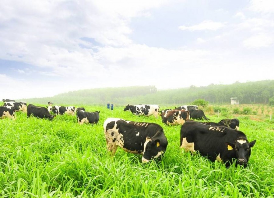 Ngành sữa Việt và cơ hội tỷ USD từ thị trường Halal toàn cầu