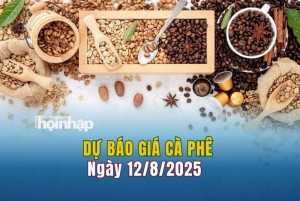 Dự báo giá cà phê 12/8: Cà phê trong nước và thế giới đồng loạt tăng mạnh