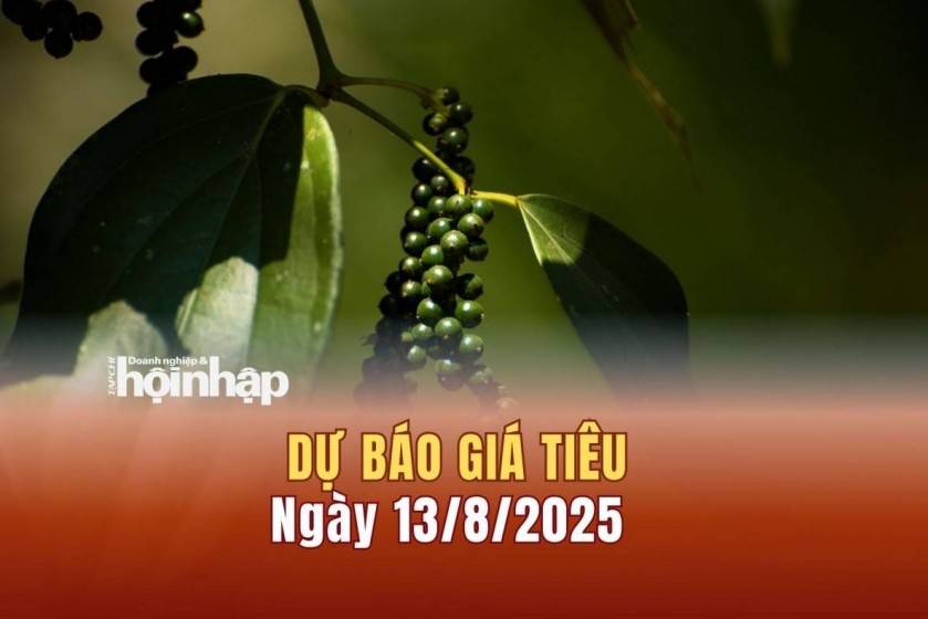 Dự báo giá tiêu 13/8: Tiêu trong nước có xu hướng tăng, đạt mốc cao kỷ lục
