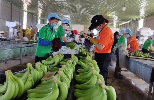 Xuất khẩu chuối, giấc mơ tỷ USD đang dần hiện hữu