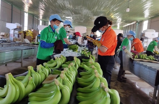 Xuất khẩu chuối, giấc mơ tỷ USD đang dần hiện hữu