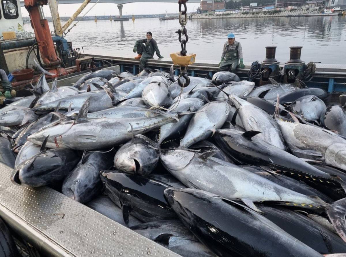 Xuất khẩu cá ngừ Việt Nam khó cán đích trong năm 2025