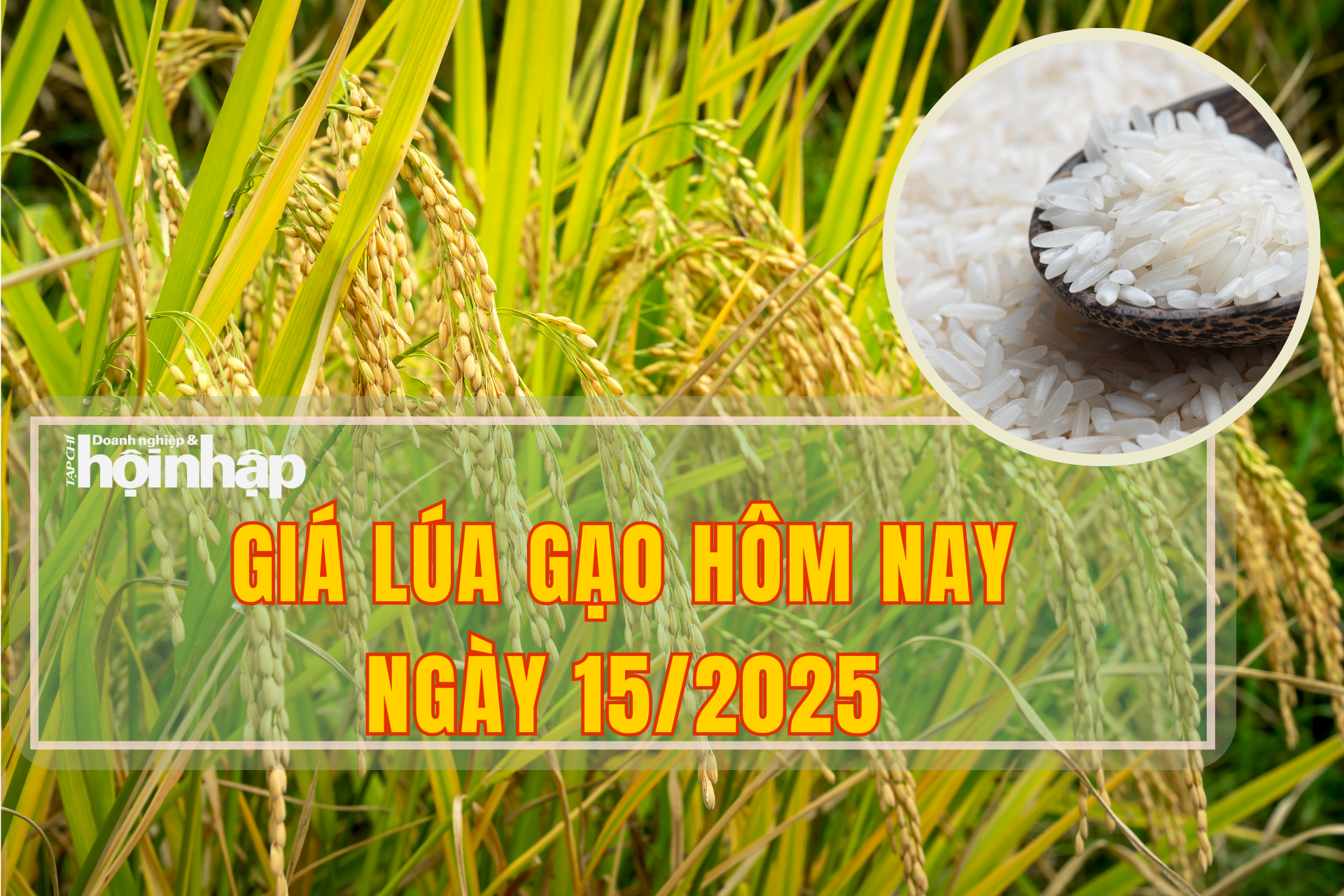Giá lúa gạo hôm nay 15/8/2025: Thị trường giữ nhịp đi ngang