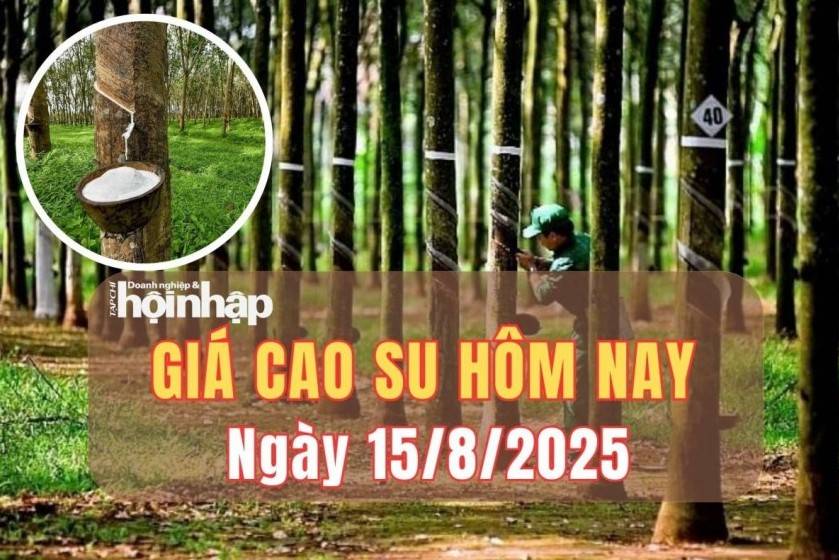 Giá cao su hôm nay 15/8/2025: Giá cao su "lao dốc" hai phiên liên tiếp trên các sàn giao dịch