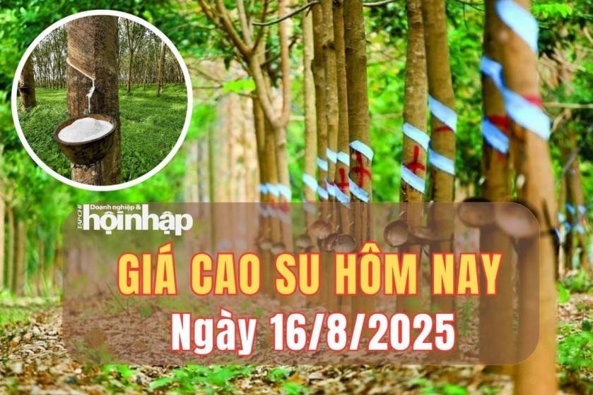 Giá cao su hôm nay 16/8/2025: Giá cao su trên các sàn giao dịch "bật" tăng, trong nước ổn định