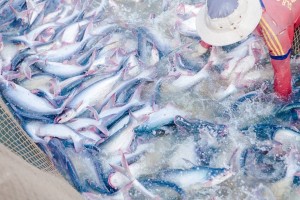 Cá tra Việt Nam trước cơ hội mở rộng thị phần xuất khẩu
