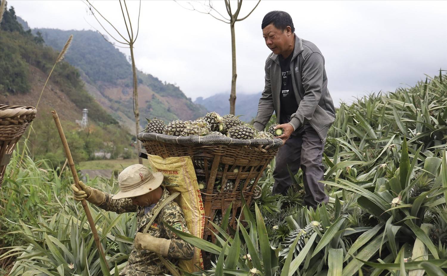 Vùng nguyên liệu lá dứa Lào Cai chờ đón nhà đầu tư xanh