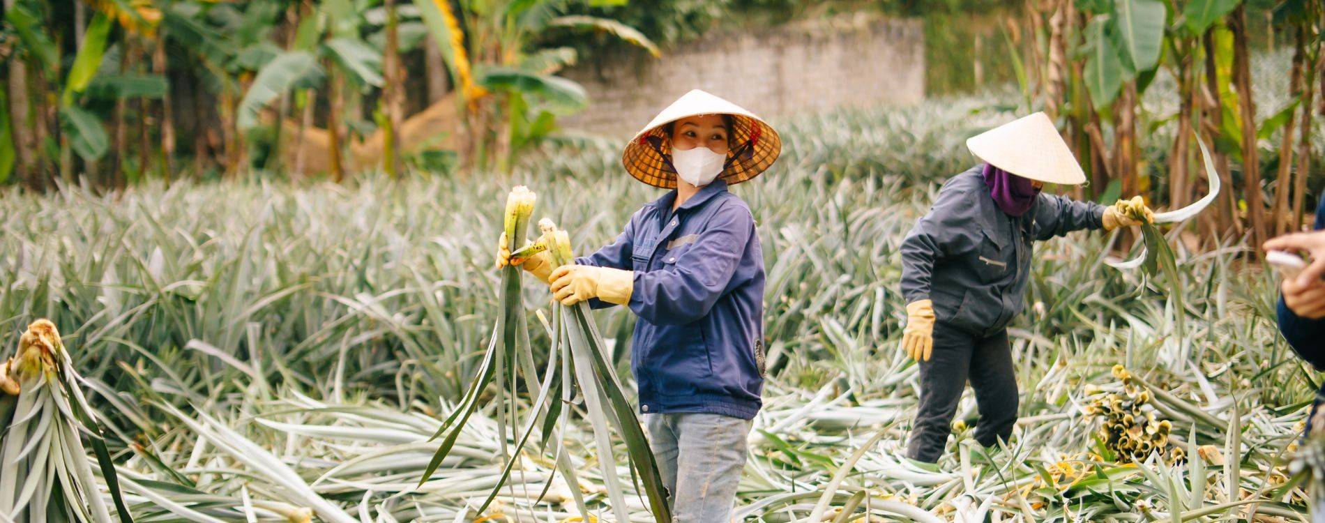 Vùng nguyên liệu lá dứa Lào Cai chờ đón nhà đầu tư xanh