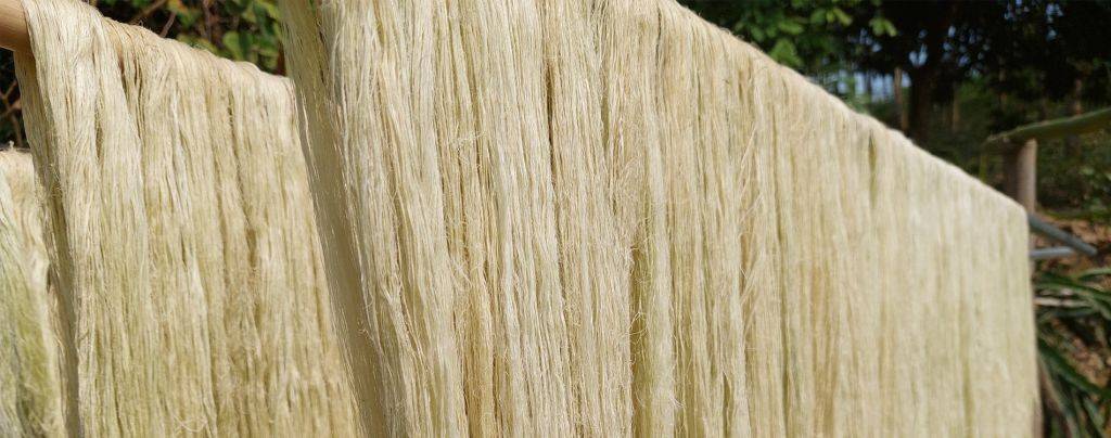 Vùng nguyên liệu lá dứa Lào Cai chờ đón nhà đầu tư xanh