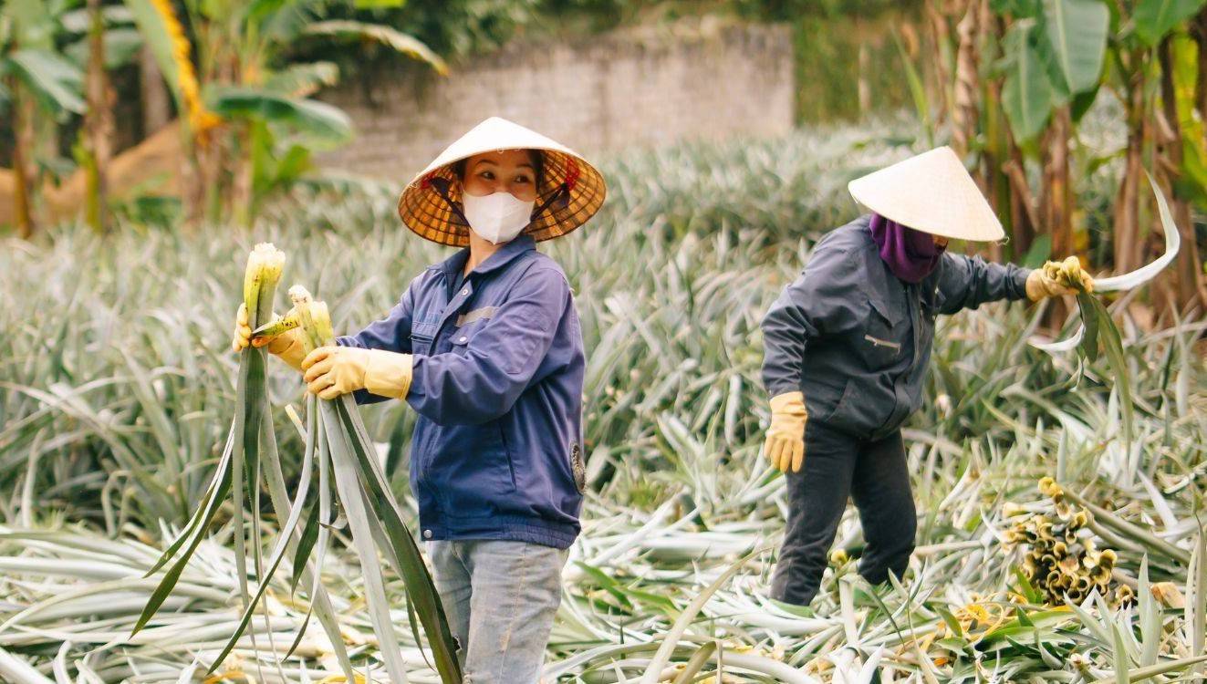 Vùng nguyên liệu lá dứa Lào Cai chờ đón nhà đầu tư xanh