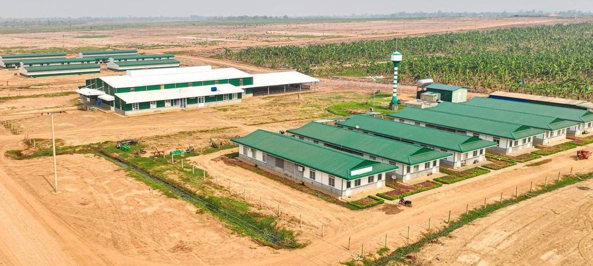 Ví HAGL Agrico như  “cái xác không hồn”, vì sao THACO không buông tay?