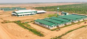 Ví HAGL Agrico như  “cái xác không hồn”, vì sao THACO không buông tay?