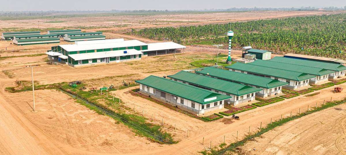 Ví HAGL Agrico như  “cái xác không hồn”, vì sao THACO không buông tay?