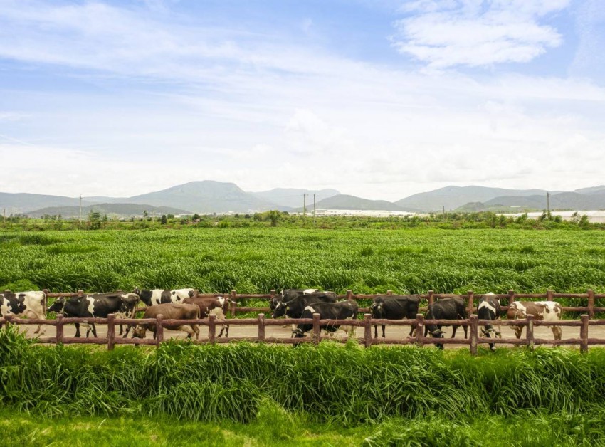 Hệ thống 15 trang trại đạt chuẩn Organic châu Âu và Global S.L.P là nền tảng giúp Vinamilk chủ động nguồn nguyên liệu chất lượng cao (Ảnh: Minh Anh).