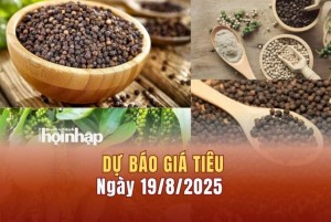 Dự báo giá tiêu 19/8: Tiêu trong nước có xu hướng "bật" tăng mạnh