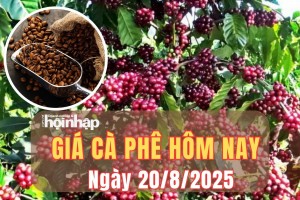 Giá cà phê hôm nay 20/8/2025: Giá cà phê Tây Nguyên giảm nhẹ, robusta và arabica tăng mạnh