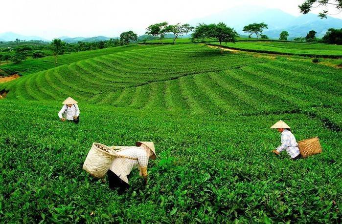 Tằng Loỏng phát triển cây chè thành sản phẩm chủ lực, thu hút đầu tư chế biến và tiêu thụ