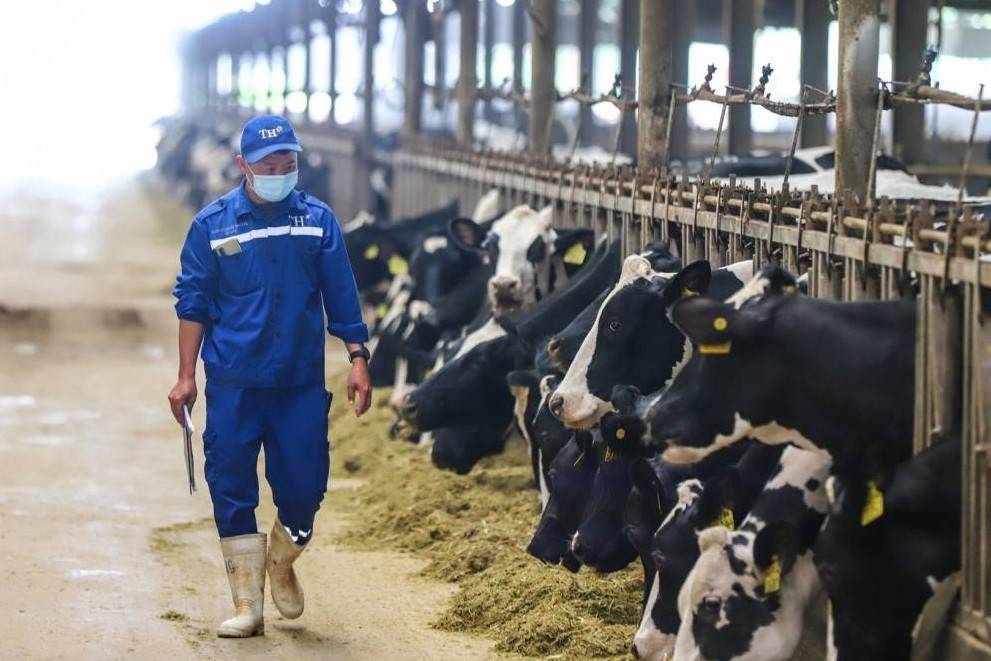 Ngành bò sữa nguy cơ suy giảm nghiêm trọng, Hội Chăn nuôi Việt Nam kiến nghị khẩn