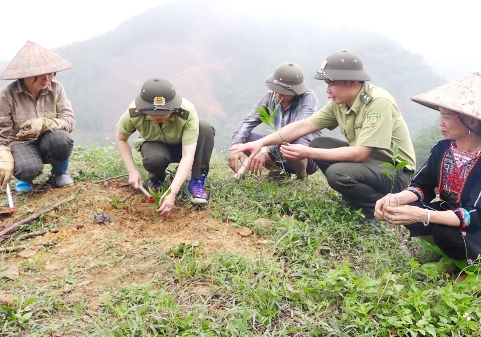 Vùng nguyên liệu chiến lược: Tuyên Quang vượt 105% kế hoạch trồng rừng