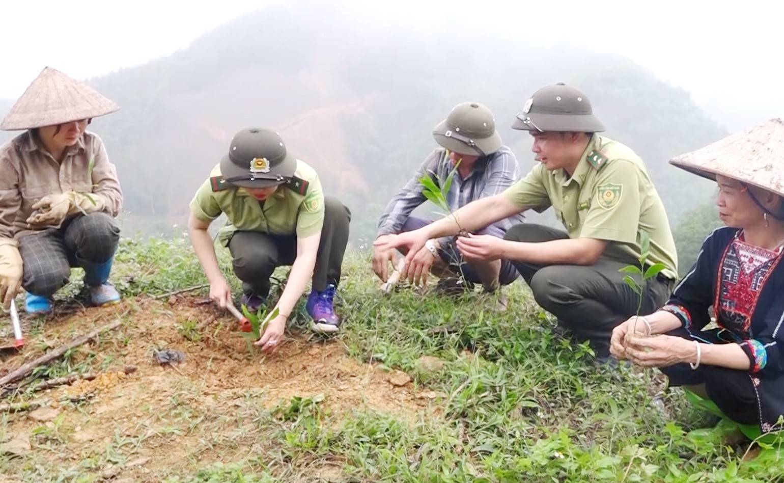 Vùng nguyên liệu chiến lược: Tuyên Quang vượt 105% kế hoạch trồng rừng