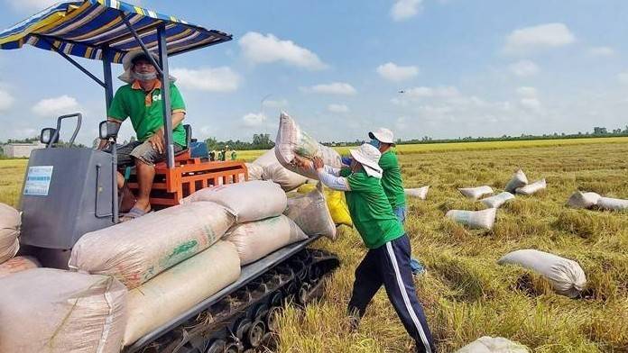 Giá gạo lập đỉnh, Việt Nam củng cố vị thế xuất khẩu từ “lượng” sang “chất”
