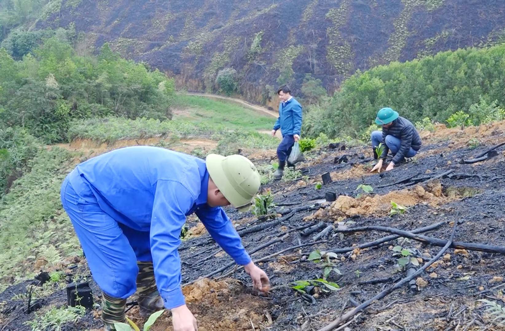 Vùng nguyên liệu chiến lược: Tuyên Quang vượt 105% kế hoạch trồng rừng
