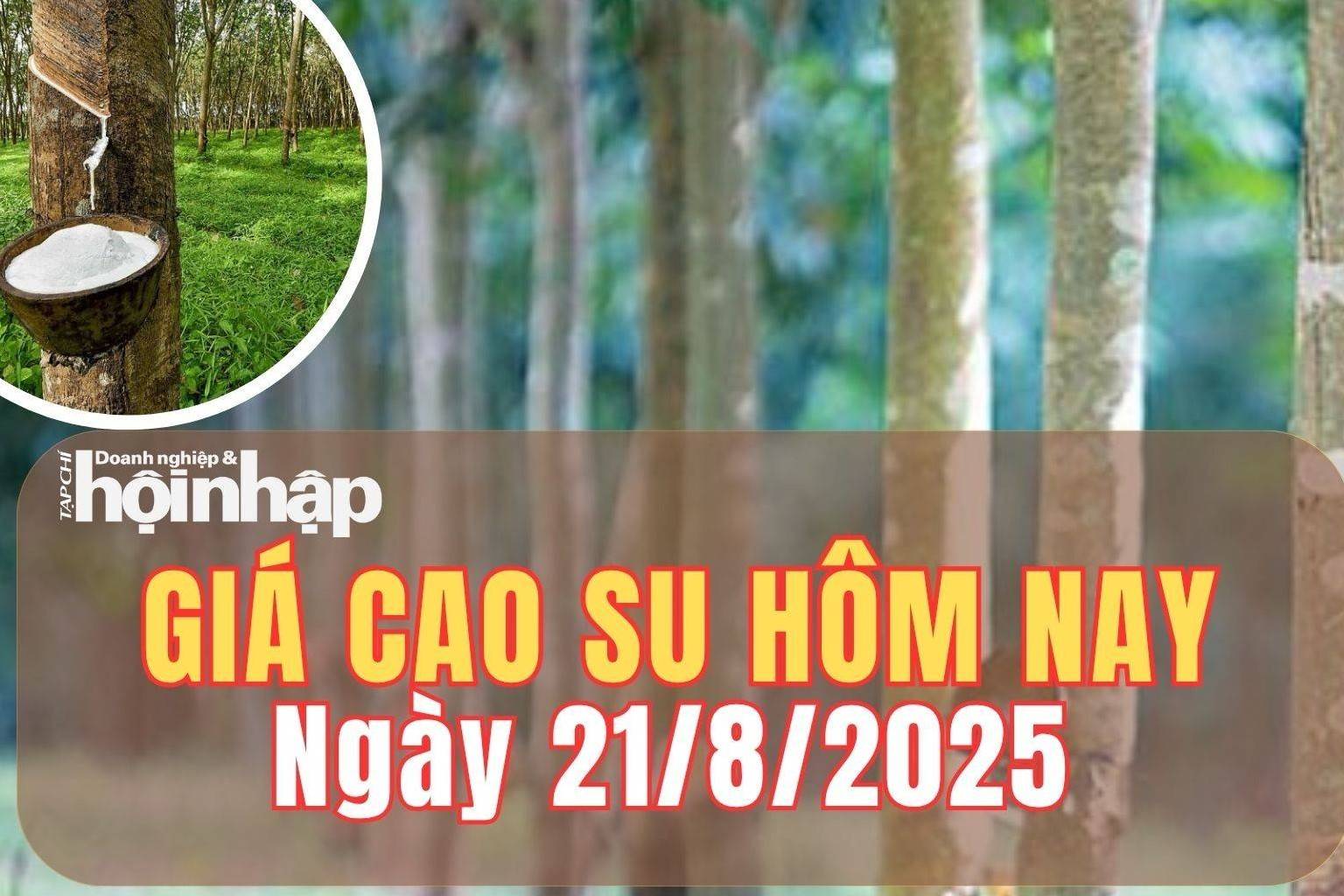 Giá cao su hôm nay 21/8/2025: Giá cao su trong nước điều chỉnh tăng nhẹ