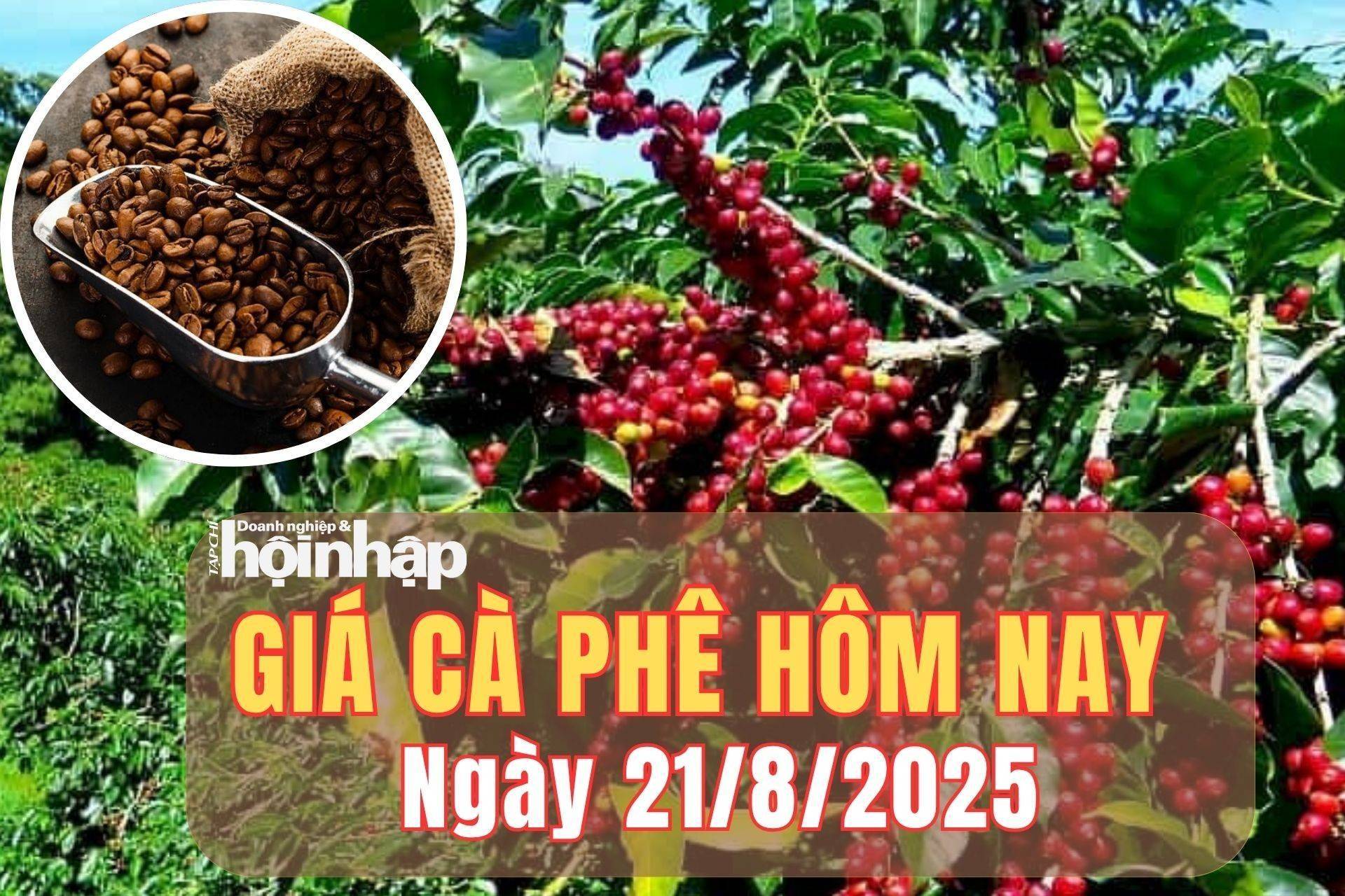 Giá cà phê hôm nay 21/8/2025: Giá cà phê Tây Nguyên bứt phá, vượt mức 121.000 đồng/kg