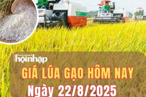 Giá lúa gạo hôm nay 22/8/2025: Giá lúa gạo trong nước ổn định