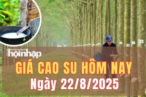 Giá cao su hôm nay 22/8/2025: Giá cao su thế giới tăng – giảm lệch chiều