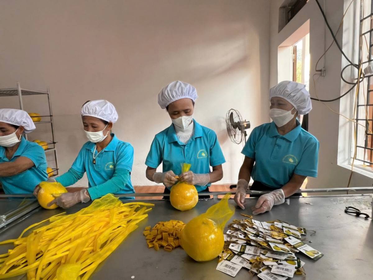 Tem truy xuất nguồn gốc – tấm hộ chiếu của nông sản Phú Thọ