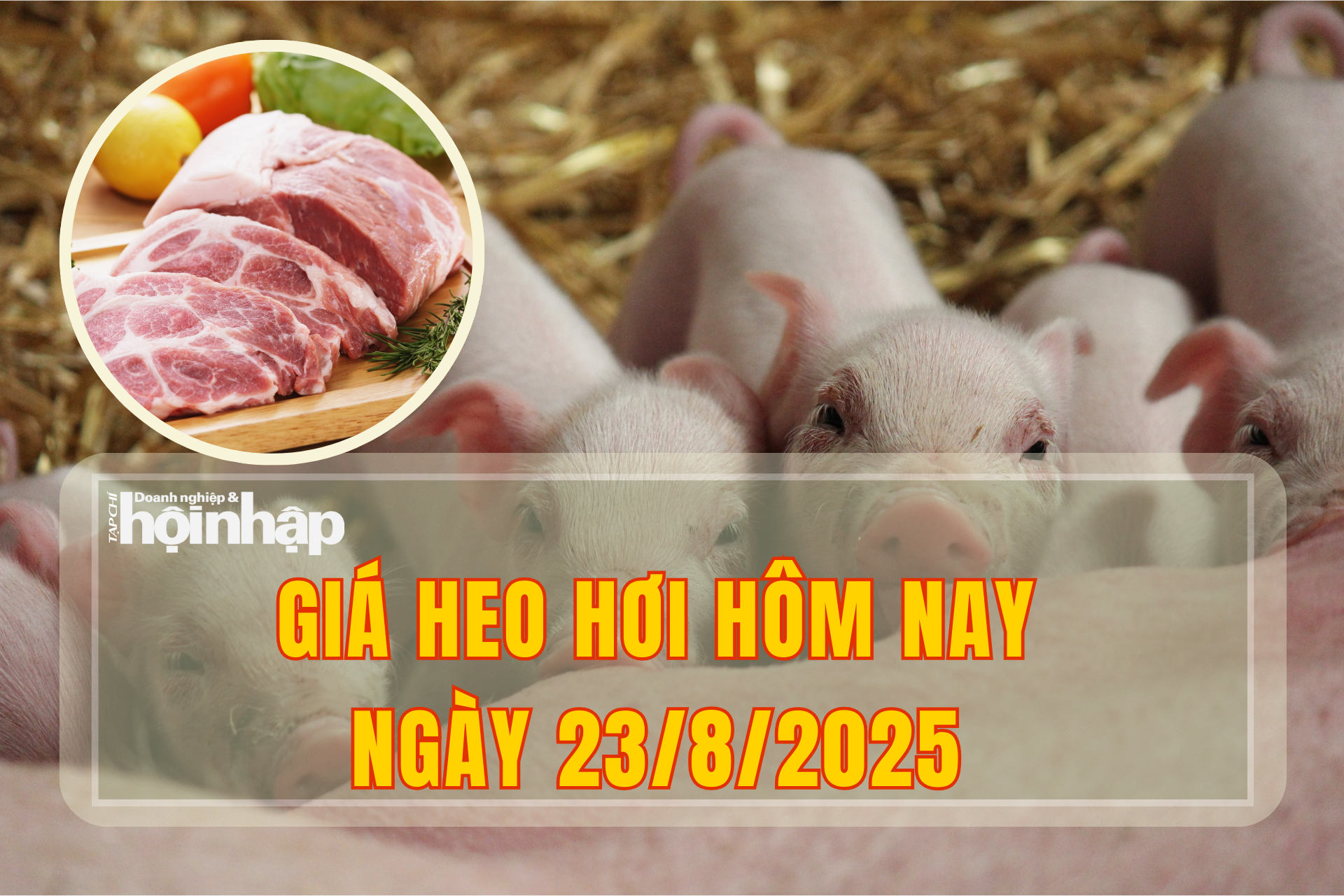 Giá heo hơi hôm nay 23/8/2025: Nối tiếp đà giảm
